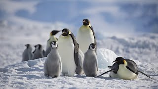 Emperor Penguins [upl. by Zobe]