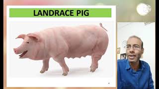 लैंड्रेस नस्ल ब्रीड की पहचान  How to Start Landrace Breed Pig Farming  सुअर सूकर पालन पिग फार्म [upl. by Noel]