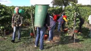 Weinlese auf Schloss Vollrads  Wine picking at Schloss Vollrads [upl. by Kcirdla427]