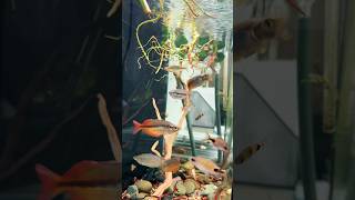 Rainbow fish and Barb 🐠🐟 rainbowfish denisonbarb biotopeaquarium tetra aquariumtank [upl. by Neirda]