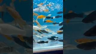 Molly Fishes Aquarium Setup mollyfish mollies yt ytshorts [upl. by Addie856]