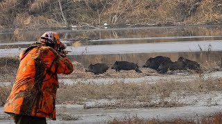 AMAZING WILD BOAR HUNT ADVENTURES PERFECT HOG SHOTS hunting wildlife [upl. by Jilly920]