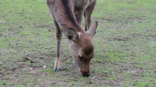 Nara shika deers Japan [upl. by Ettenoj]