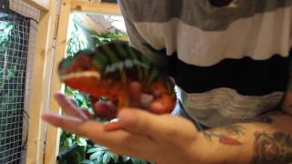 Panther Chameleon UNBOXING Canada Red River Valley Exotics [upl. by Ahsino]