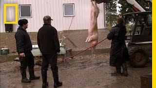 A Pig for the Party  American Colony Meet the Hutterites [upl. by Frazier]