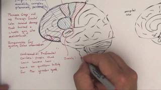 Part 2 Functional Brain Areas [upl. by Jacobba]