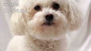 Dogs 101 Bichon Frise [upl. by Chappy]