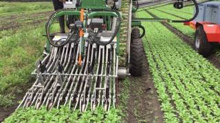 Radish harvester with side belt harvester radijs oogster met zijband [upl. by Etrem]