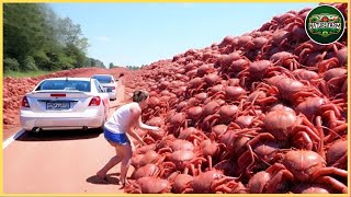 Billions of Red Crabs INVADE Australia But Why Do People Never Eat Them Nature Farm [upl. by Rayna169]