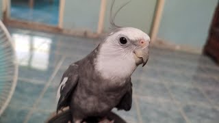 Just a Cockatiel Singing September 🎶 [upl. by Arnon]