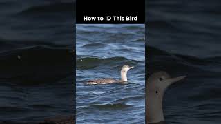 Can you identify this bird in the water [upl. by Sirrom]