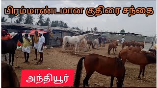 anthiyur gurunatha swamy koil  horse  cow expo  அந்தியூர் குதிரை சந்தை  மாட்டுச் சந்தை [upl. by Given]