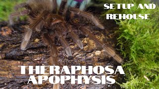 theraphosa apophysis  setup pink foot Goliath bird eating spider  goliath tarantula [upl. by Htebazileharas225]