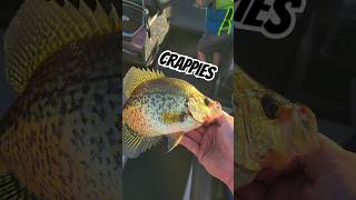 Crappies in the Brainerd Lakes Area MN Crappies food fun Brainerd fishing release panfish [upl. by Vincenta]