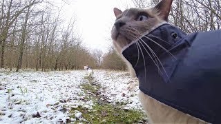 Siamese Cats VLOG OffLeash Forest Walk through Snow with Winter Coats  Routine at Home [upl. by Omoj]