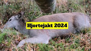 Jakt 2024 Hjortejakt [upl. by Waterman876]