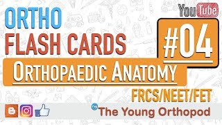 Ortho Flash Cards  Orthopaedic Anatomy 04  NEET PG  USMLE  MRCS  The Young Orthopod [upl. by Akkimat]