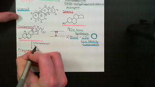 The HypothalamicPituitaryAdrenal Axis Part 2 [upl. by Ainitsirhc173]