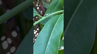 Tiger Swallowtail Caterpillar [upl. by Whitson]