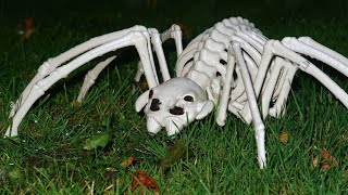 TOP 15 MOST Poisonous Spiders [upl. by Adnylem]