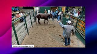 COLFAX IOWA HORSE SALE [upl. by Studner298]