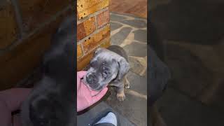 Blue Formentino Boy  Shinny Heathy Large cane corso puppy [upl. by Dotson]