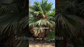 Saribus rotundifolius commonly called the Footstool Palm Its from the Fan Palm family [upl. by Eniahs]