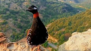 Kala Teetar Awaaz Teetar ki Awaz  Black Teetar calling Partridge voice  Calling from top of rock [upl. by Eenaej]