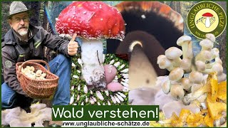 Wald der Pilze  Wald verstehen Pilze sammeln im Oktober 2023 [upl. by Leclair]