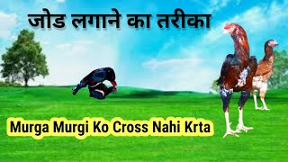 जोड लगाने का तरीका  aseel murga ko garam karne ka liye poultryinformationvideo [upl. by Mcripley]