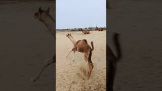 Camel 🐪 baby jump camel baby running shortvideos [upl. by Pascoe]