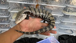 KADAL PANANA  BLUE TONGUE SKINK [upl. by Edrahc]