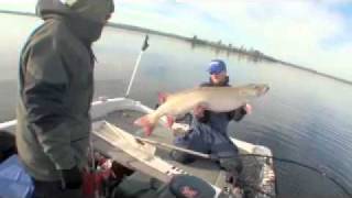 GIANT Lake Vermilion Minnesota Musky 57quot x 26quot [upl. by Norrabal58]