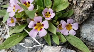 85 Death Valley and a Mysterious Flower Diplacus rupicola [upl. by Ailaro]