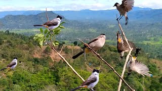 panen burung KUTILANG liar  pikat kutilang auto raih banyak tropy [upl. by Demha]