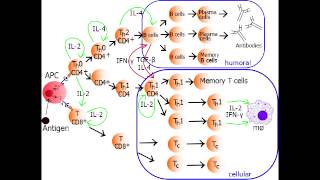 Helper T Cell  Th1 Cell amp Th2 Cell [upl. by Morville]