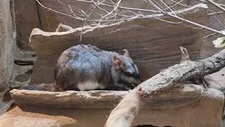 Plains viscacha [upl. by Sifan]