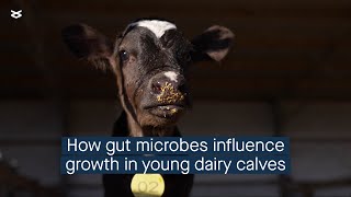 Rumen and hindgut microbes differently regulate average daily growth in preweaning calves [upl. by Nalym]