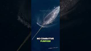 Narwhals  The Unicorns of the Arctic Seas narwhal unicorn natureanimals arcticwildlife [upl. by Conan]