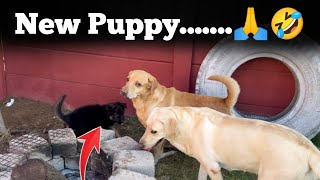 New Puppy…🙏  Sunday Funday🤣  Funny Vlog  upendragani viral funnyvideo dailyvlog [upl. by Willow219]