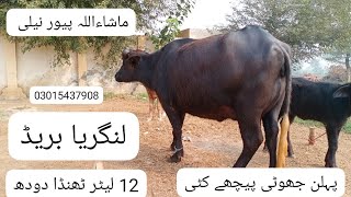 watch pure neeli Ravi buffalo for sale in Punjab Pakistan on YouTube Altaf buffalo TV [upl. by Neellek]