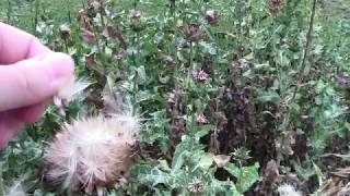 Milk thistle Silybum marianum plant and seeds in mid August [upl. by Ofori964]