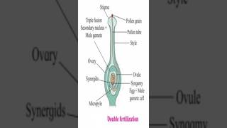 Double FertilizationBiology amp Botanycbse neet 12thbiology biology education knowledge study [upl. by Tore]