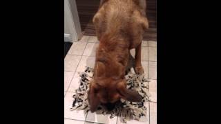 How to use a Snuffle mat [upl. by Tollman708]