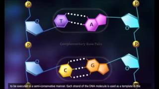 Replicación del ADN síntesis de material genético idéntico wma [upl. by Jeniece]