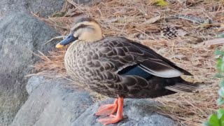 Eastern Spotbilled Duck [upl. by Melisse]