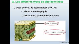 Physiologie végétale  Nutrition carbonée 11  Réactions de la photorespiration [upl. by Intyre]