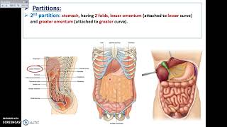 Surface Anatomy of the Abdomen – Anatomy  Lecturio [upl. by Dorene]