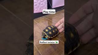 Play time Redfoot tortoise 🇨🇦 tortoise play playtime shorts short shortvideo shortsvideo [upl. by Ardnossac]