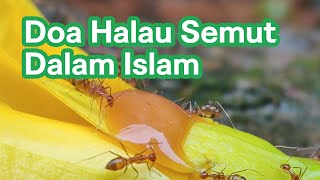 Doa Halau Semut Dalam Islam  Nabi Sulaiman [upl. by Aihselat796]